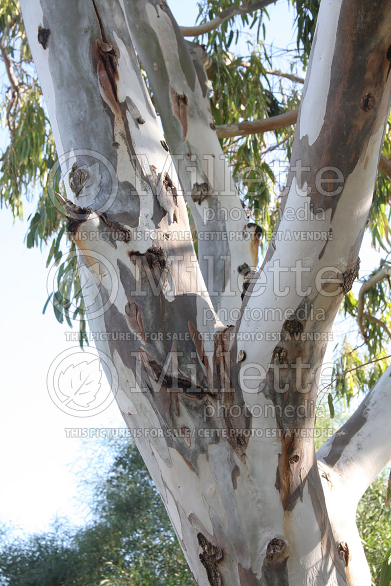 Eucalyptus globulus (Blue Gum) 1