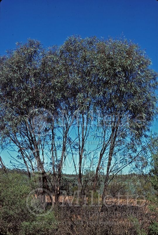 Eucalyptus odorata - fruticetorum (Peppermint Box) 1  