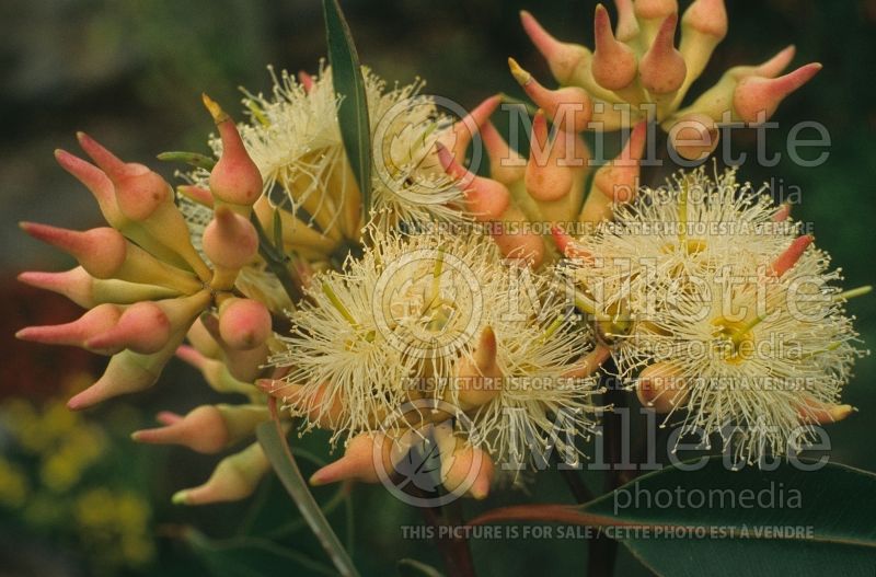 Eucalyptus robusta (Swamp mahogany) 1  