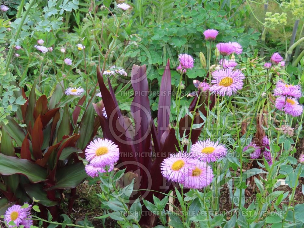 Eucomis Sparkling Burgundy (Pineapple lily) 2 