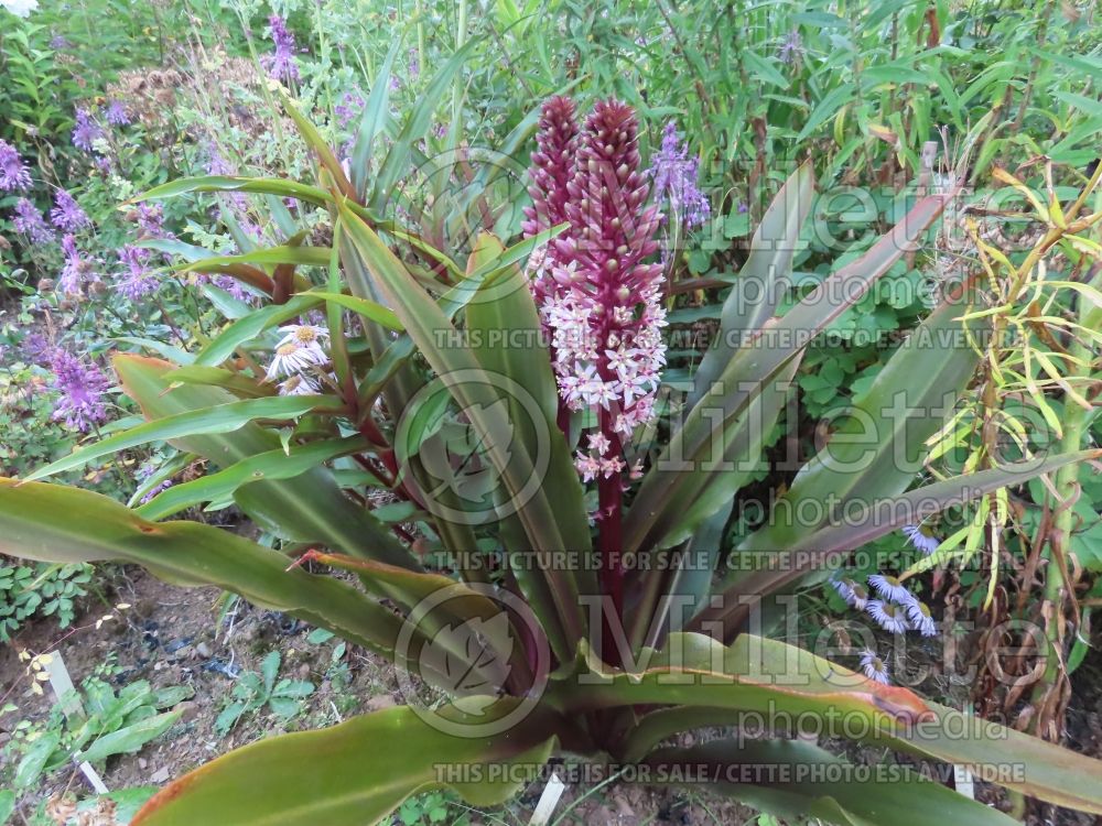 Eucomis Sparkling Burgundy (Pineapple lily) 5 