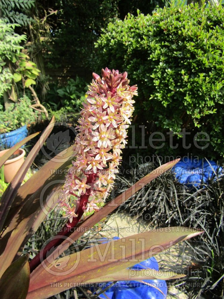 Eucomis Sparkling Burgundy (Pineapple lily) 9 