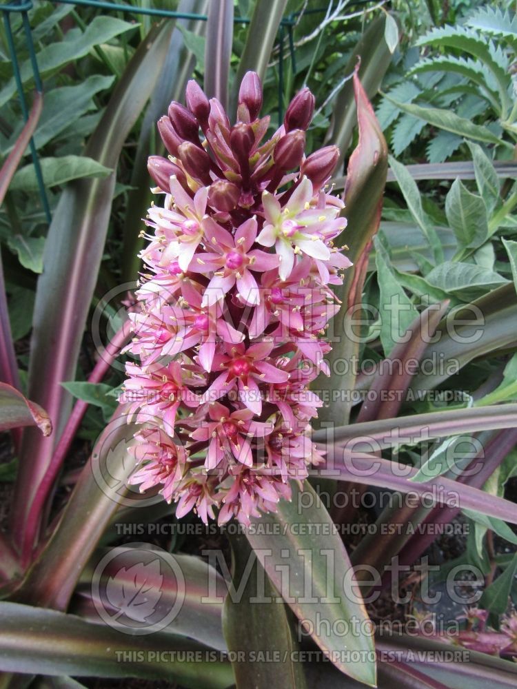 Eucomis Sparkling Burgundy (Pineapple lily) 10 