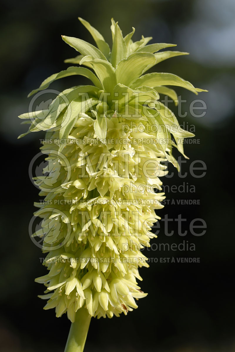 Eucomis Alba (pineapple lily) 1