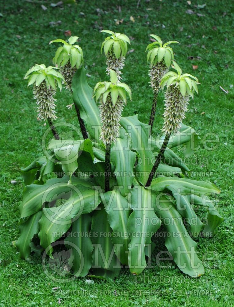 Eucomis bicolor (pineapple lily) 1