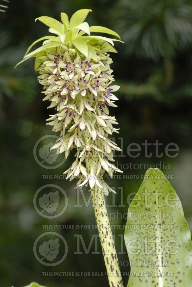 Eucomis bicolor (pineapple lily) 2