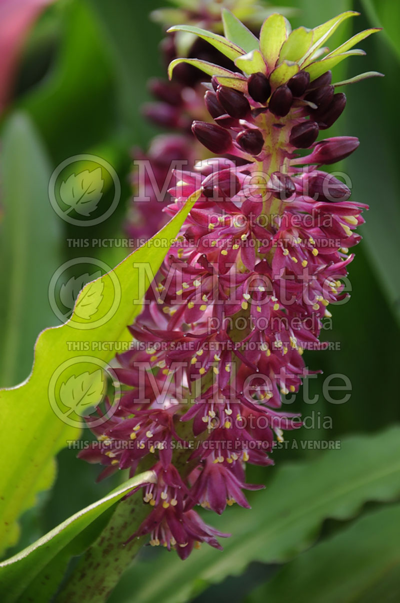 Eucomis Aloha Lily Leia (pineapple lily) 1