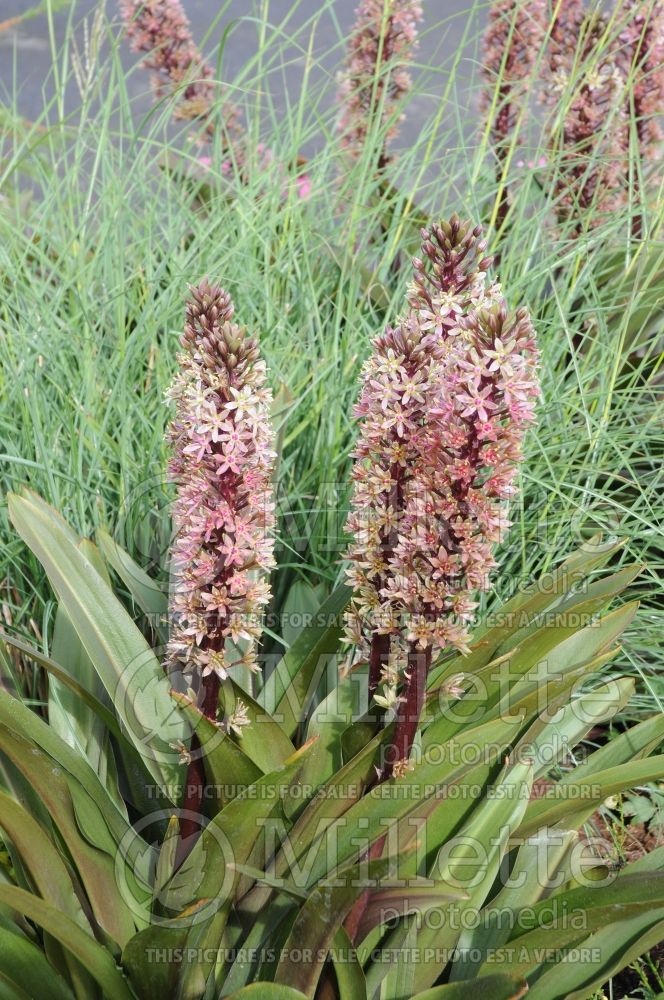 Eucomis Oakhurst (pineapple lily) 2