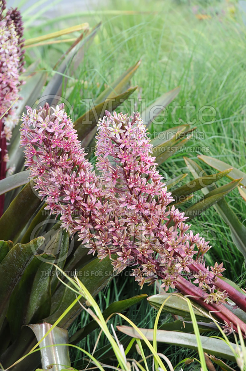 Eucomis Oakhurst (pineapple lily) 1