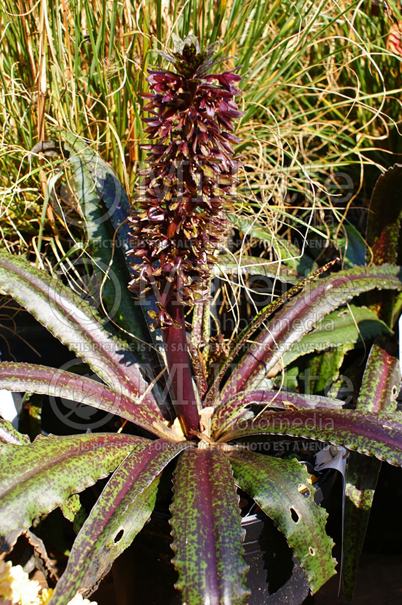 Eucomis Freckles (pineapple lily) 1