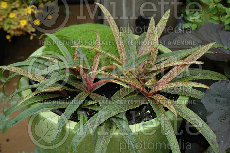 Eucomis Octopus (Pineapple lily) 1