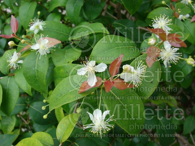 Eugenia uniflora (Surinam Cherry) 3 