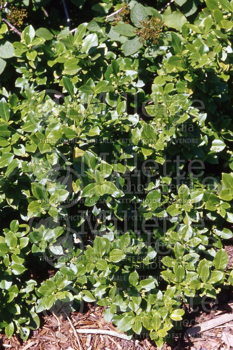 Euonymus Sarcoxie (Wintercreeper)  4