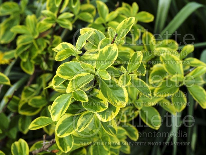 Euonymus Mor Gold (wintercreeper euonymus) 1 