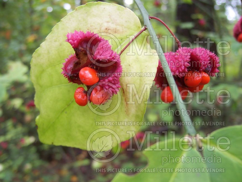 Euonymus americanus (strawberry bush) 2 