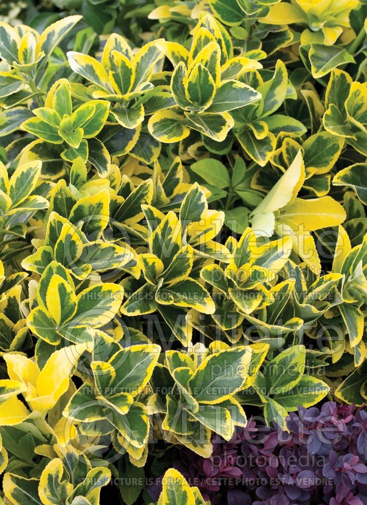 Euonymus Aureo-marginatus (Japanese Euonymus) 2 