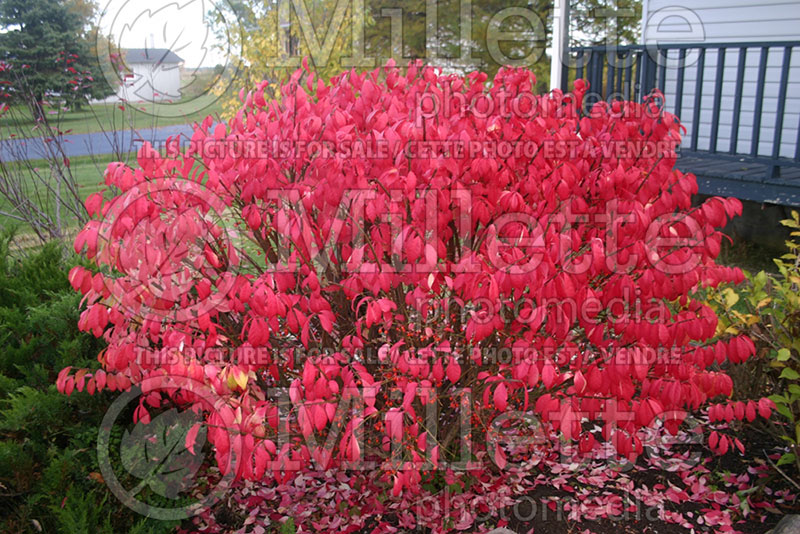 Euonymus Compactus (Dwarf Burning Bush)  1