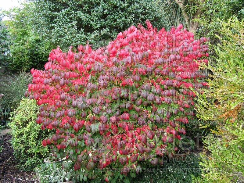 Euonymus Compactus (Dwarf Burning Bush) 2 