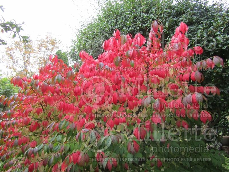 Euonymus Compactus (Dwarf Burning Bush) 3 