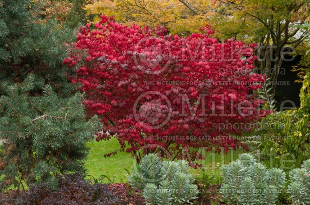 Euonymus Compactus (Dwarf Burning Bush) 7 