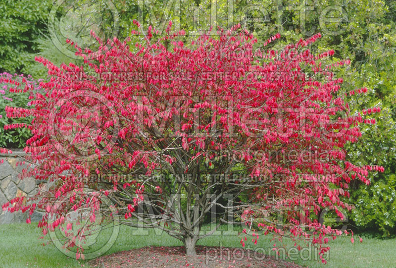 Euonymus alatus (Burning Bush) 1 