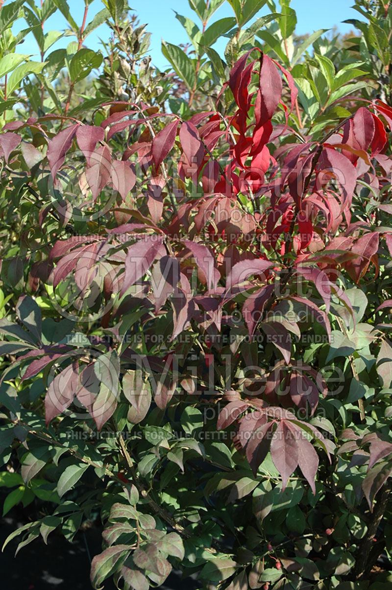 Euonymus Fire Ball (winged spindle tree  Burning Bush) 3 