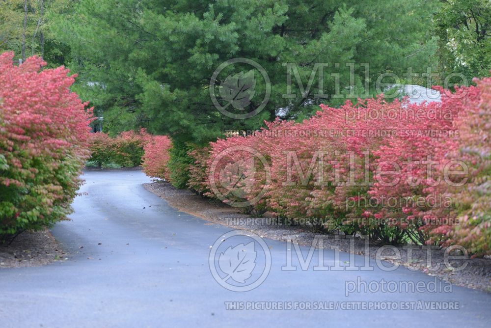 Euonymus - Winter Creeper hedge 1