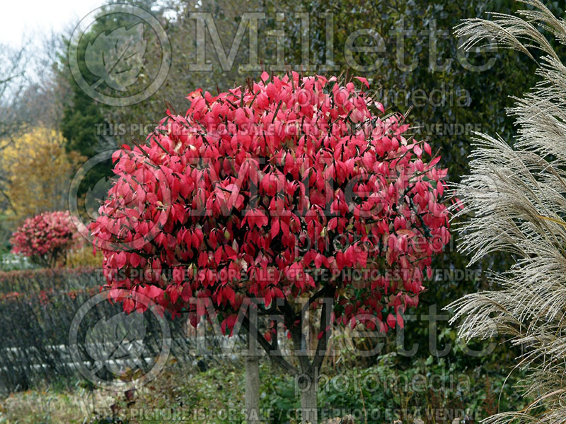 Euonymus alatus (Burning Bush) 2 