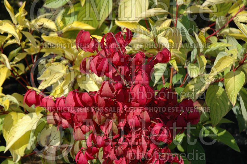 Euonymus Rudy Haag (winged spindle tree  Burning Bush) 1 