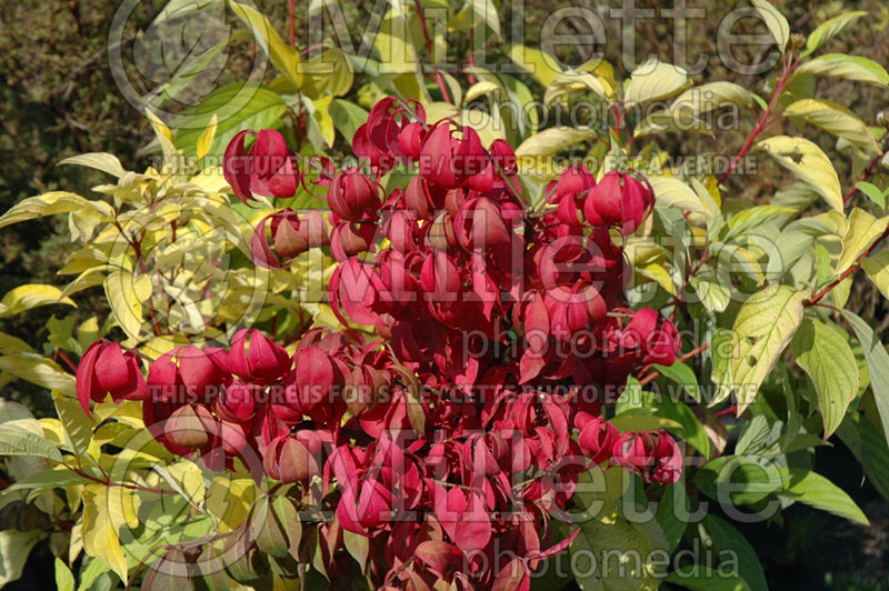 Euonymus Rudy Haag (winged spindle tree  Burning Bush) 2 