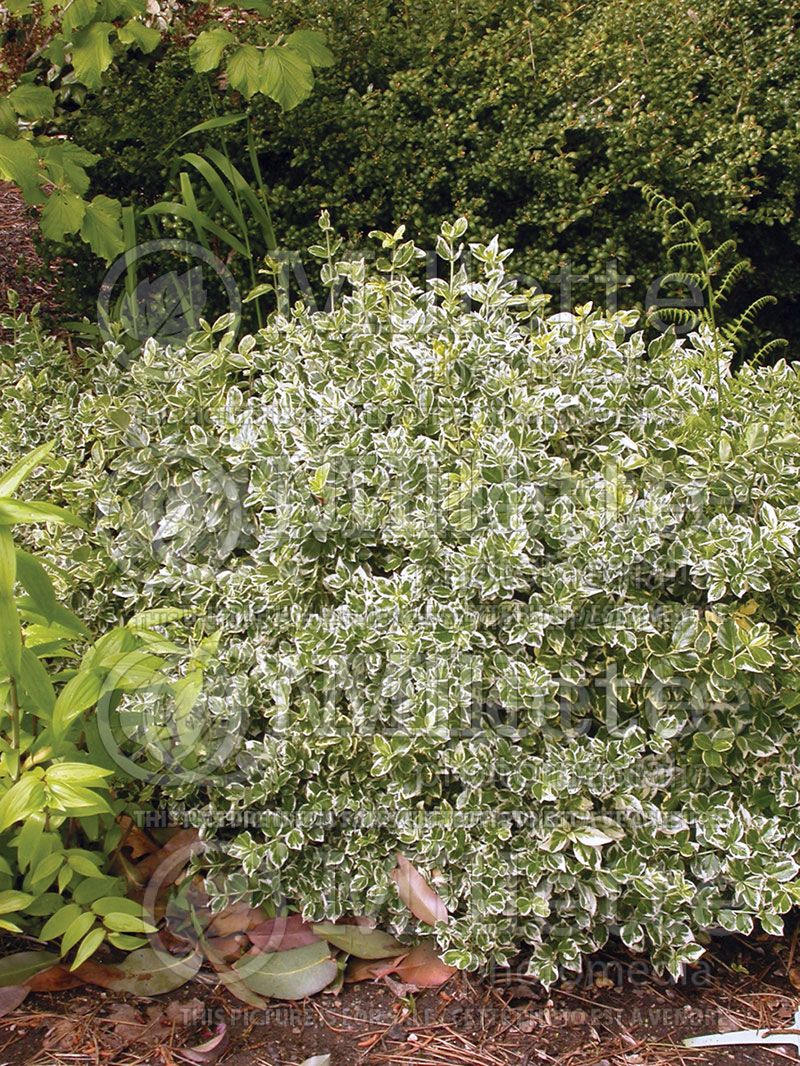 Euonymus Emerald Gaiety (Wintercreeper)  2