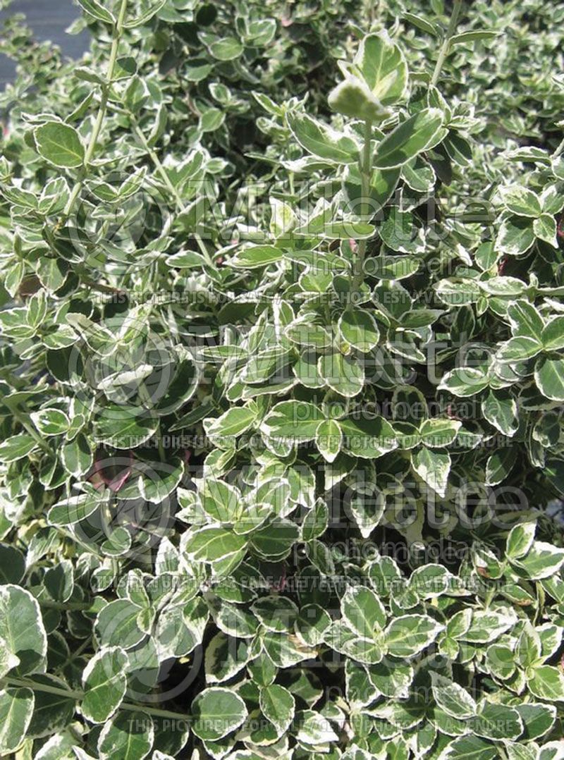 Euonymus Emerald Gaiety (Wintercreeper)  1