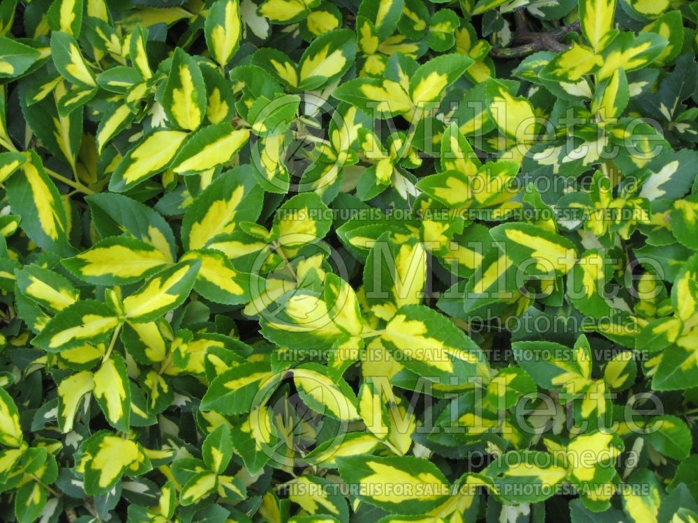 Euonymus Blondy (Wintercreeper) 2