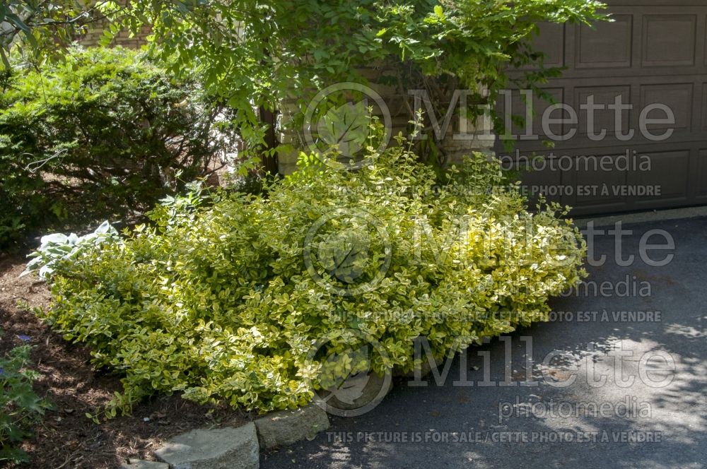 Euonymus Canadale Gold (Wintercreeper) 3 