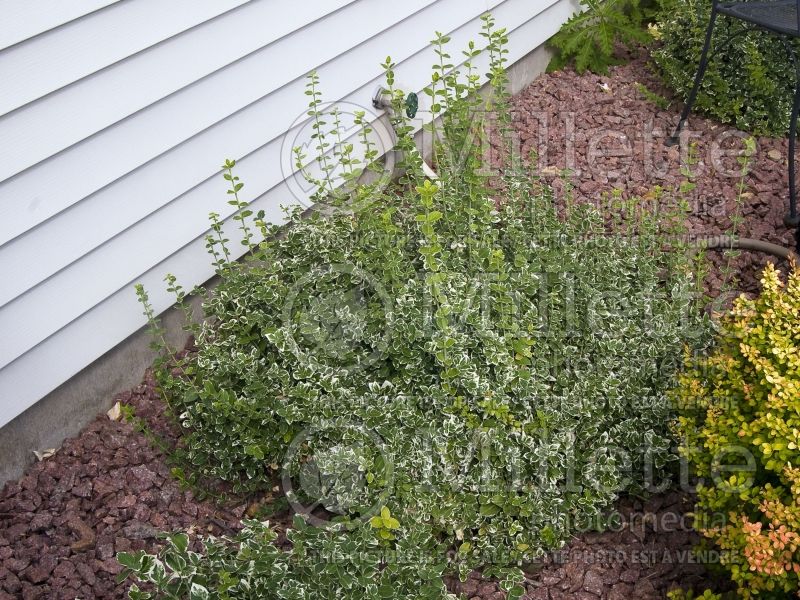 Euonymus Emerald Gaiety (Wintercreeper) 12 