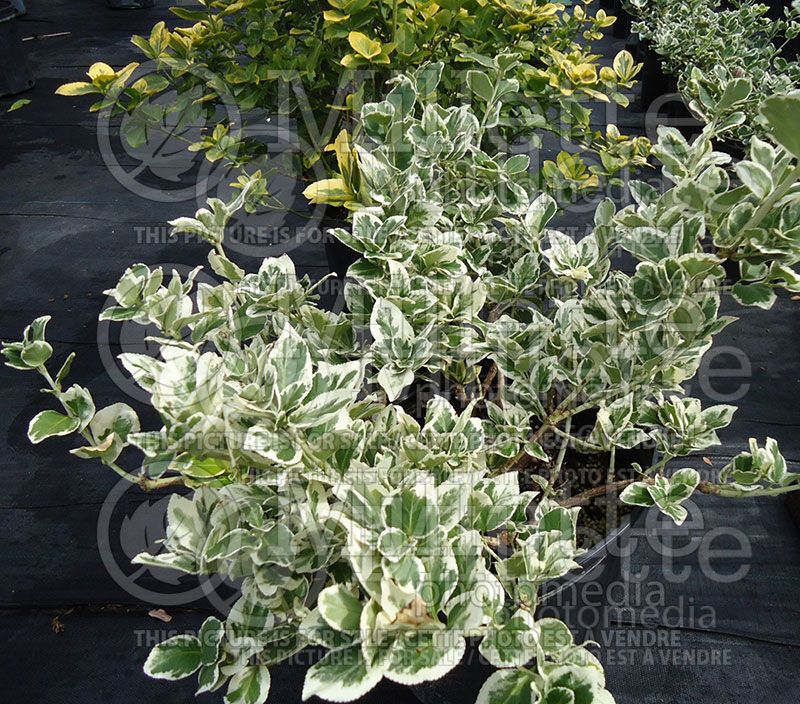 Euonymus Emerald Gaiety (Wintercreeper)  8