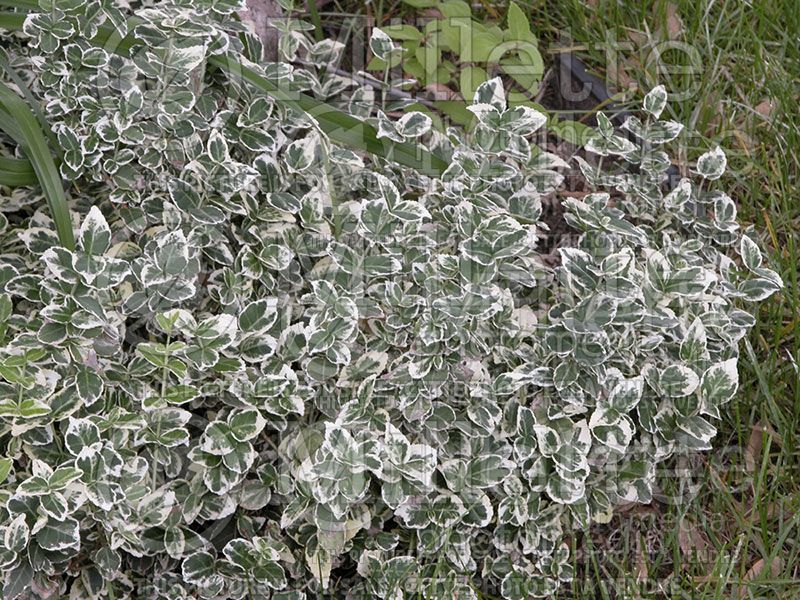 Euonymus Emerald Gaiety (Wintercreeper)  6