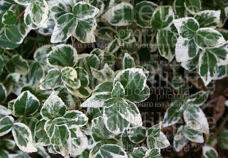 Euonymus Emerald Gaiety (Wintercreeper) 5 