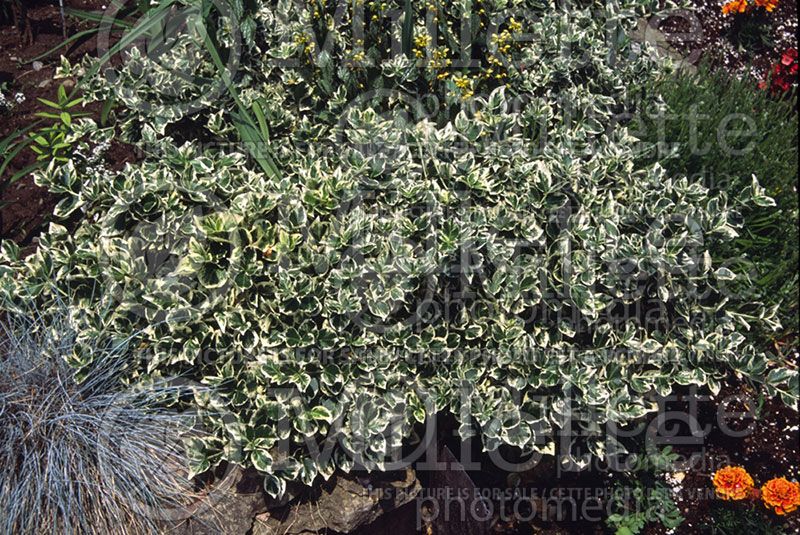 Euonymus Emerald Gaiety (Wintercreeper)  10