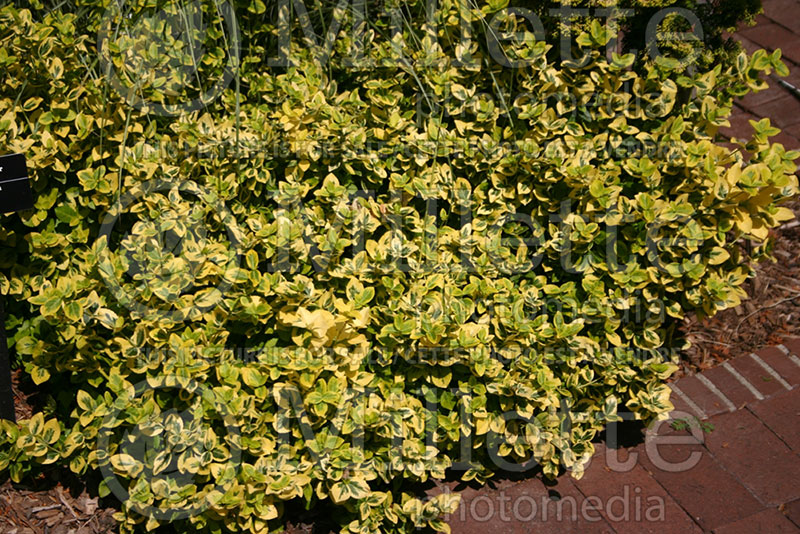 Euonymus Emerald'n Gold (Wintercreeper)  1