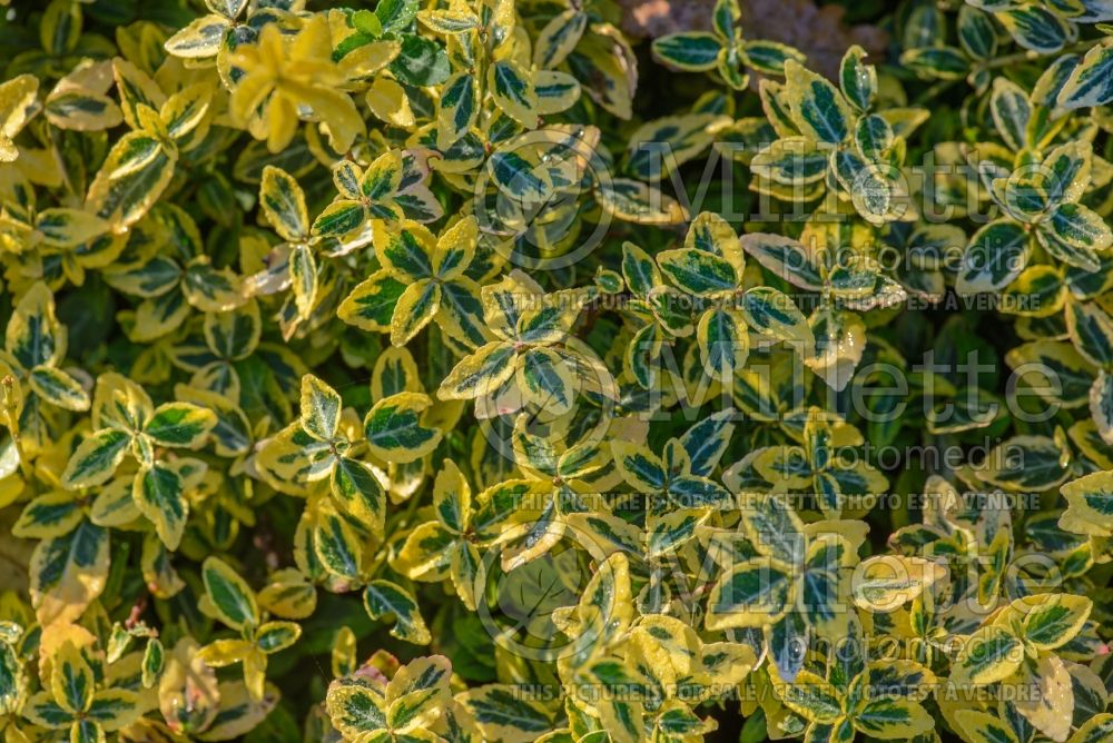 Euonymus Emerald'n Gold (Wintercreeper) 3 