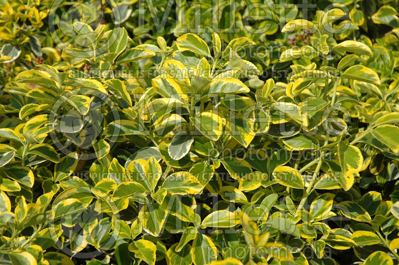 Euonymus E.T. Gold or E.T. Gold Wintercreeper (Burning Bush) 1 