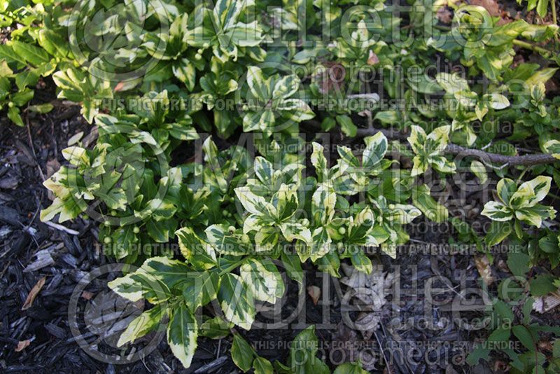 Euonymus Gold Tip (Wintercreeper) 1 