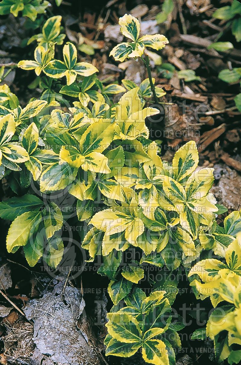 Euonymus Gold Tip (Wintercreeper) 2 