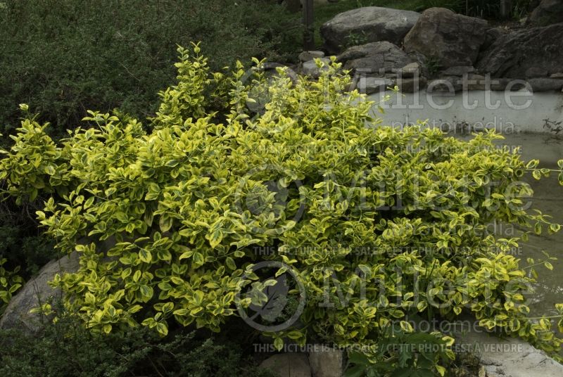 Euonymus Gold Tip (Wintercreeper) 3 