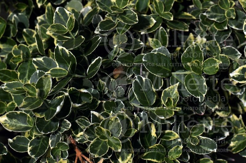 Euonymus Ivory Jade (wintercreeper euonymus) 1 