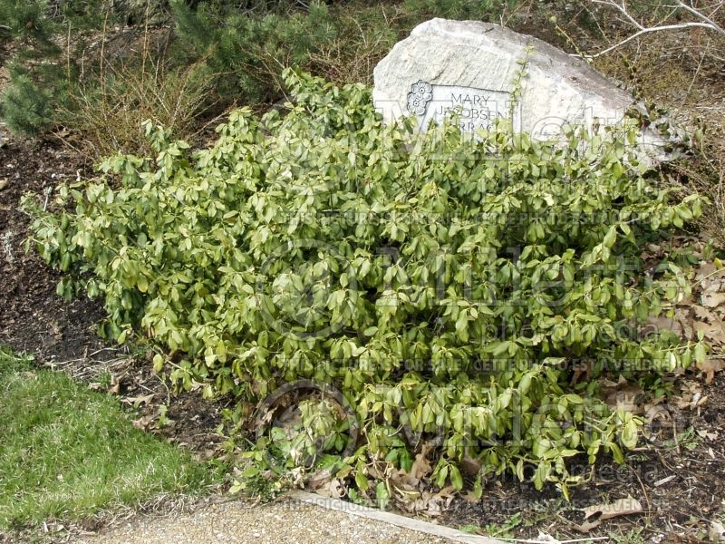 Euonymus Sarcoxie (Burning Bush) 1 