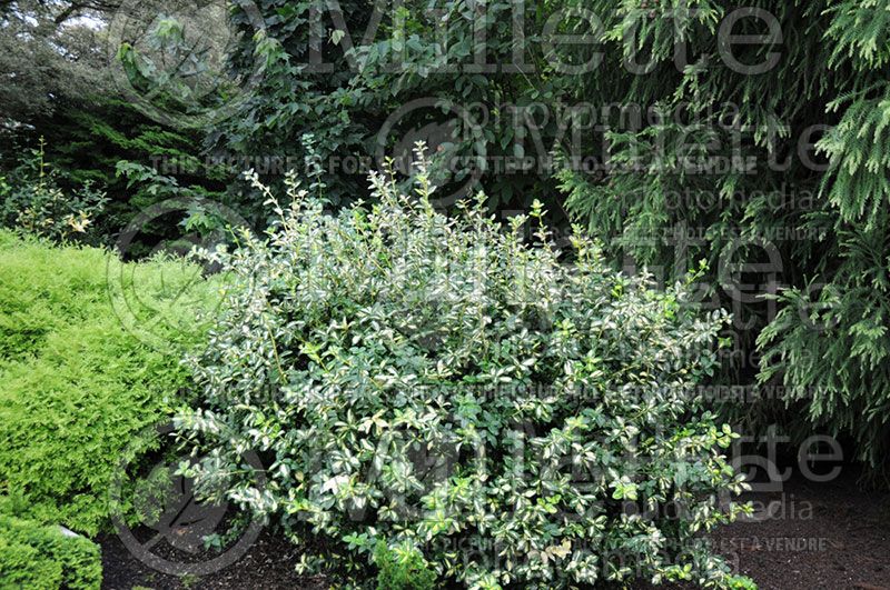 Euonymus Sunspot (Wintercreeper)  3