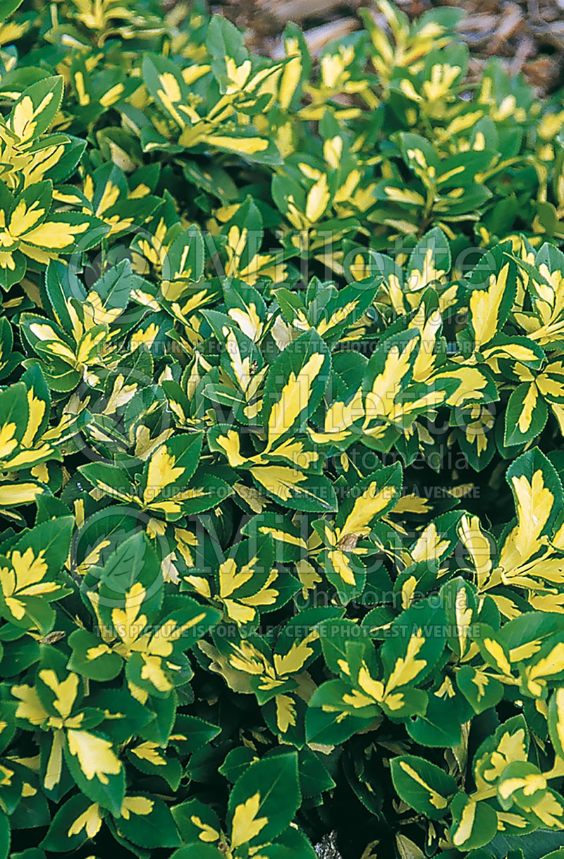 Euonymus Surespot (Burning Bush) 1 