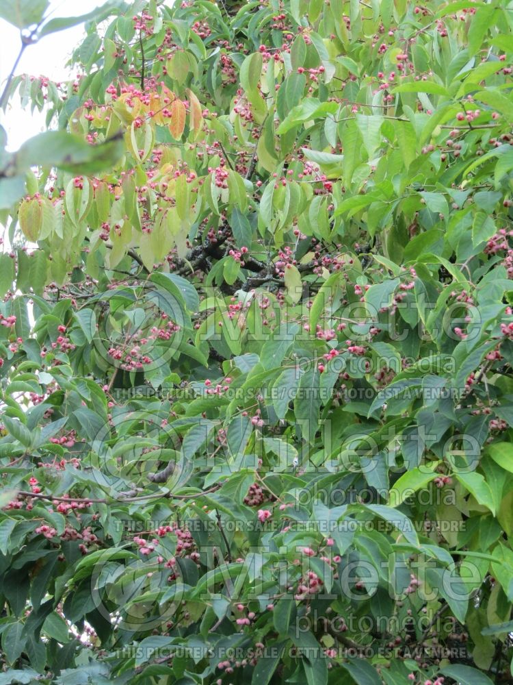 Euonymus Coral Charm (Burning Bush) 1 